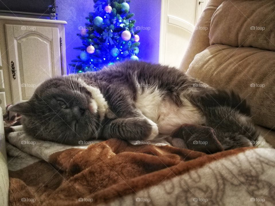 Cat Christmas tree garland sofa Plaid sleeps wool soft table home family