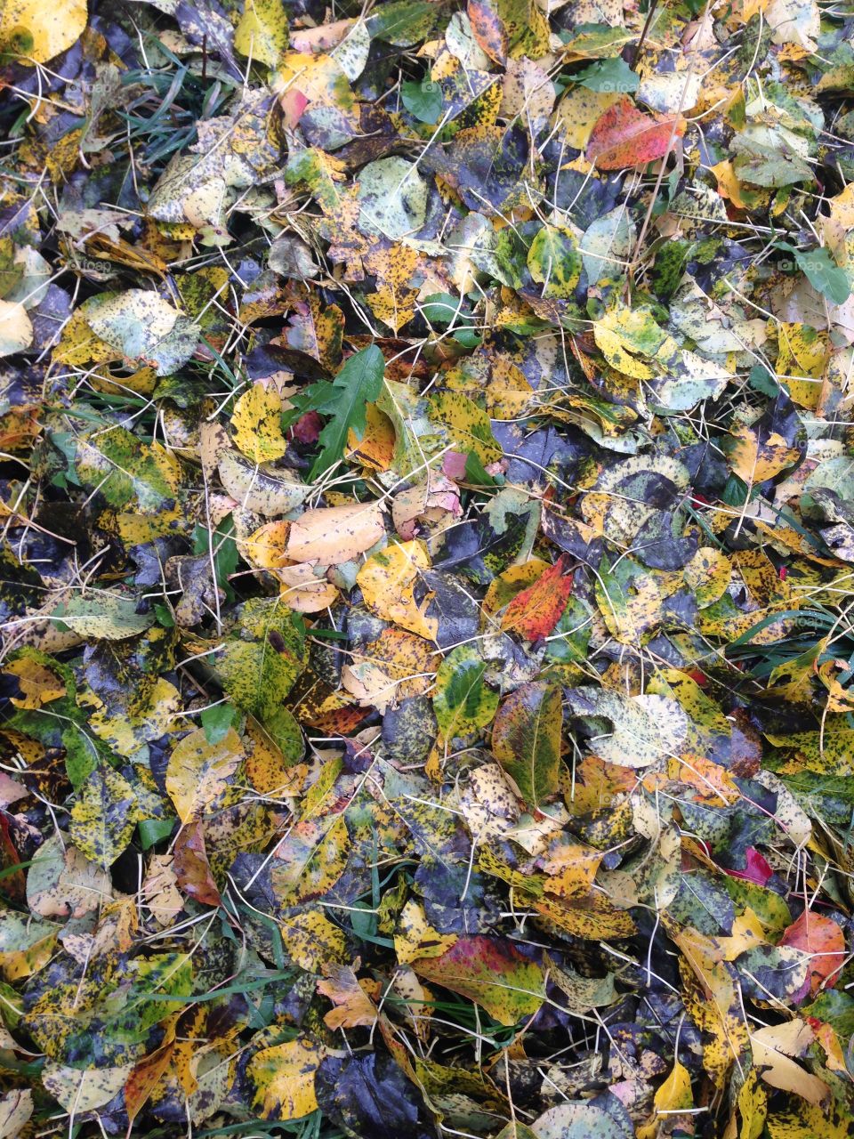 Carpet of fall!
