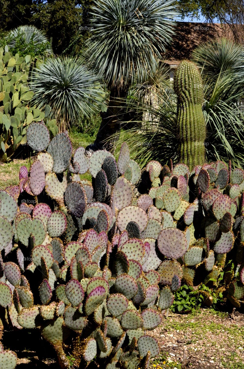 San Antonio Cactus