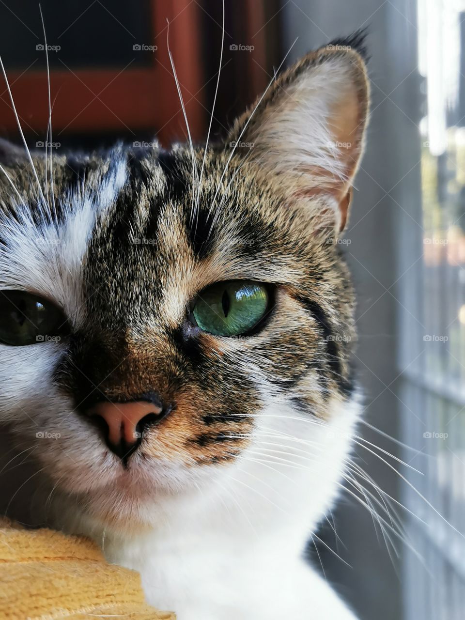 Looking at the camera