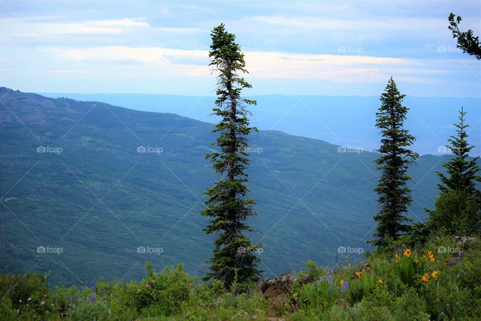 Small paths usually lead to the most beautiful sites 