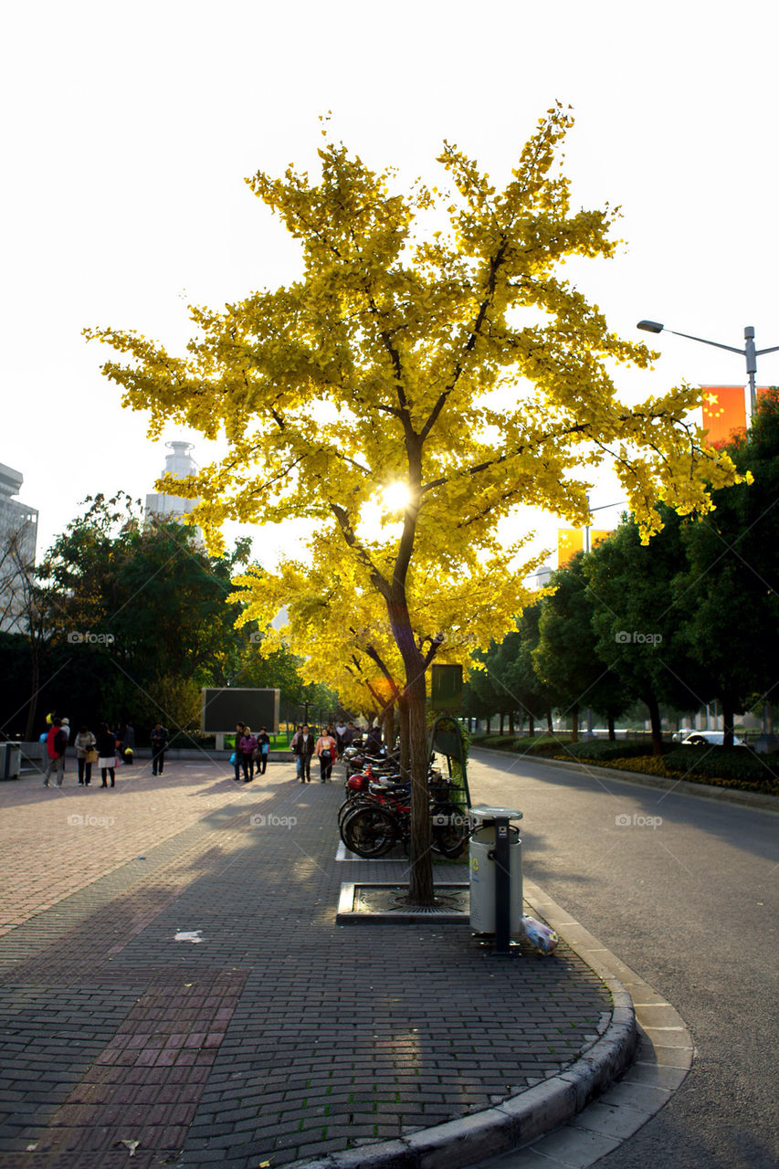 A street capture of a maidenhair tree against sunset