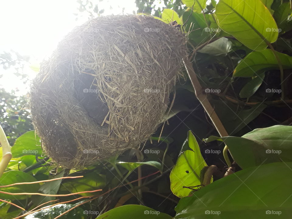 Baya weaver nest, A bird nest is the spot in which a bird lays and incubates it's eggs and raises it's young.