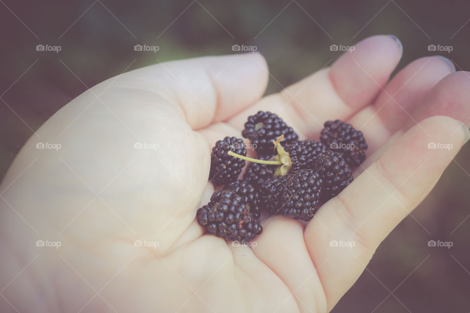 Handful of Fresh Picked Wild Blackberries 