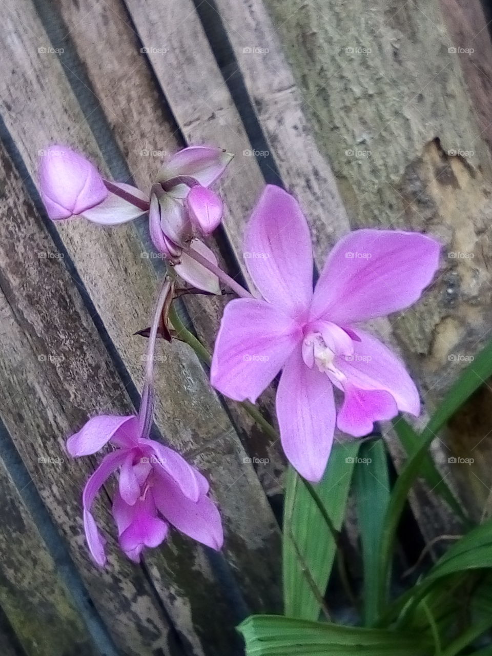 violet orchids