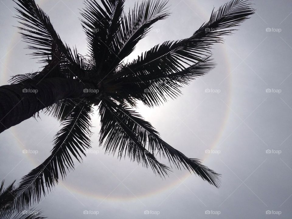 Solar Ring with Palm Tree