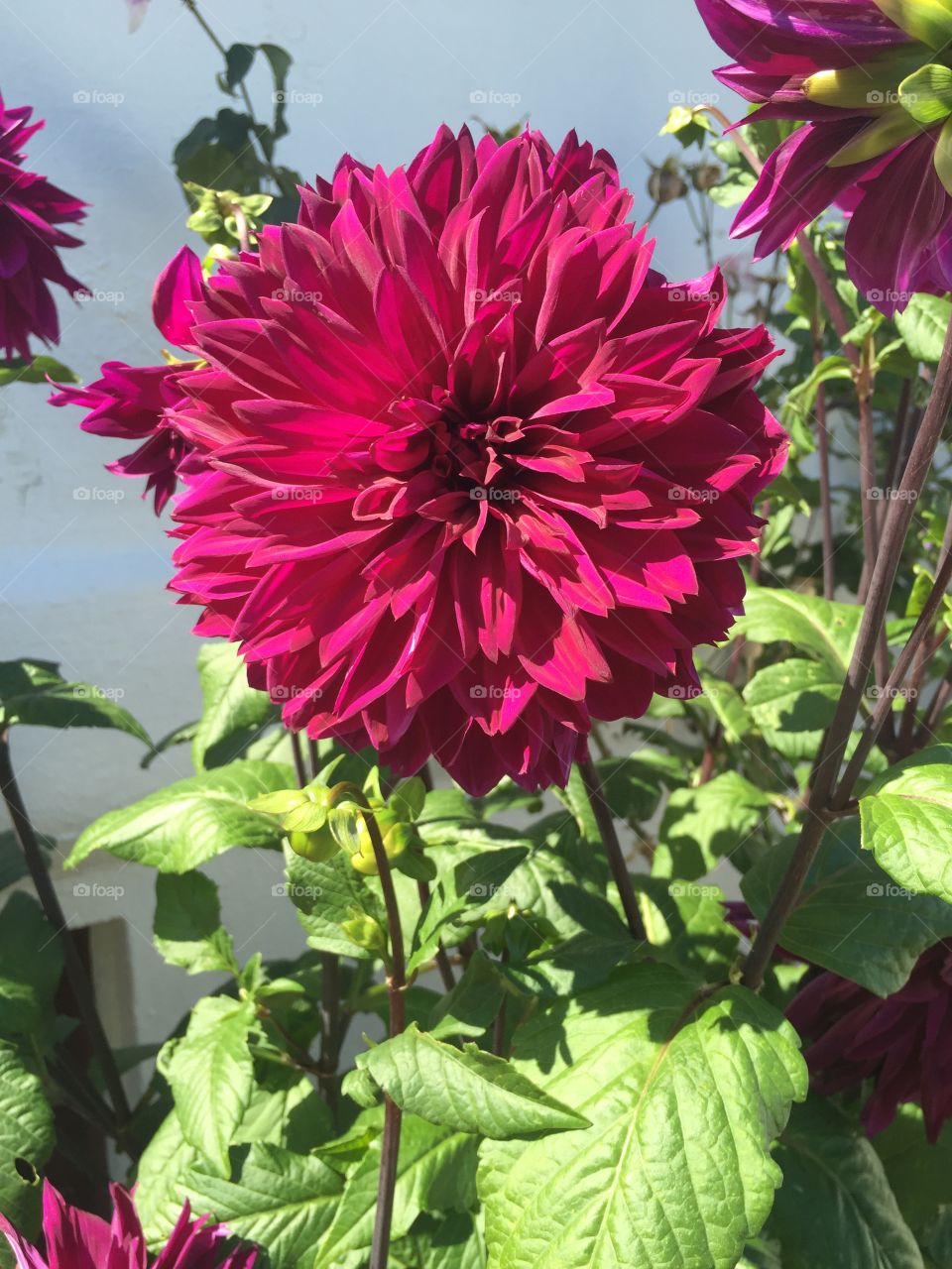 Flower, Nature, Flora, No Person, Leaf