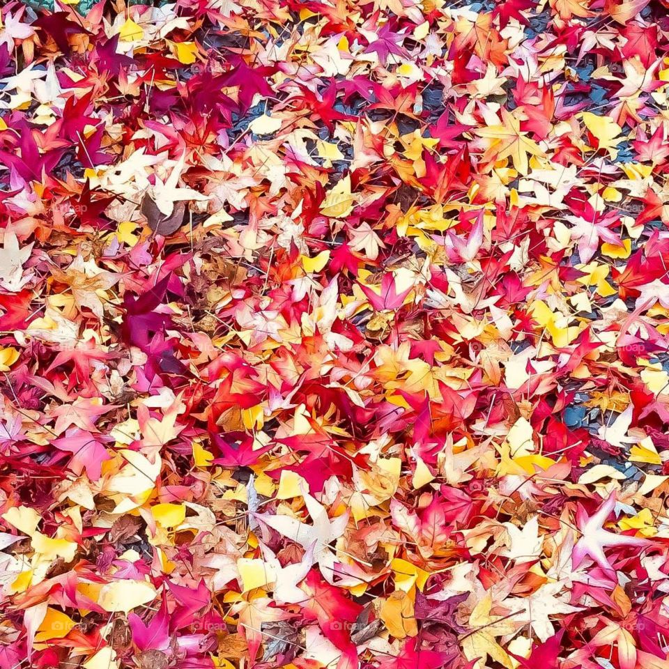 Colorful autumn 🍂