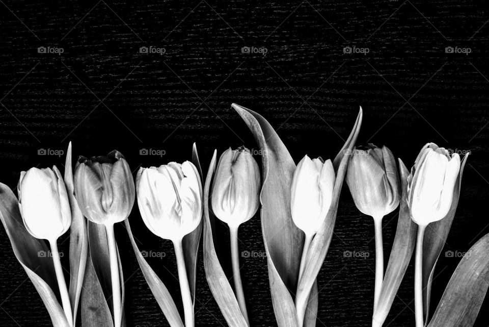 black and white tulips arranged