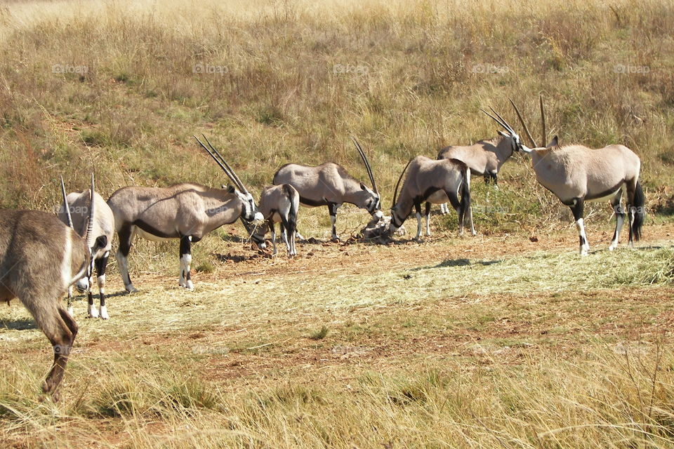 Sable antelope grazing
