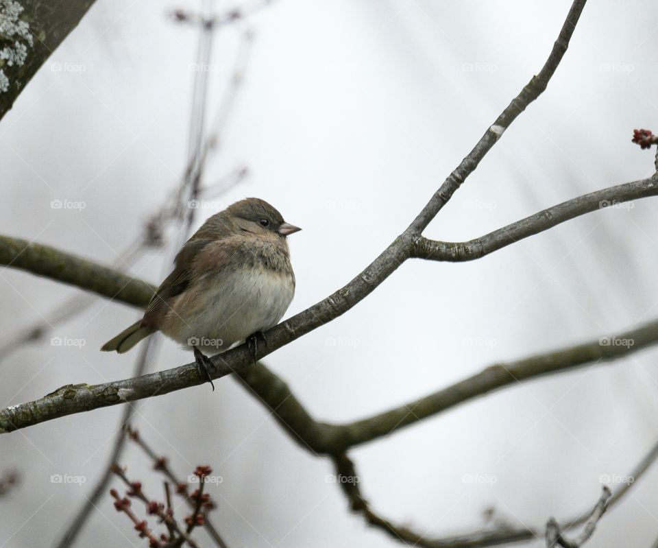 Dark-eyed junco