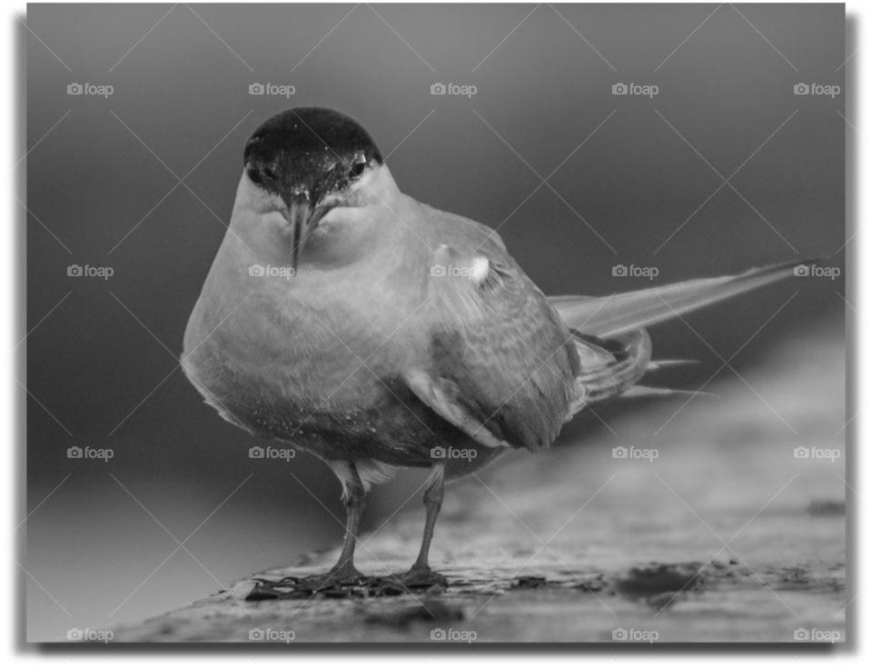 Bird Portrait