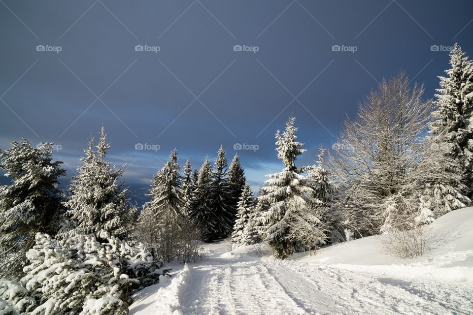nature covered by snow during winter. Slovakia