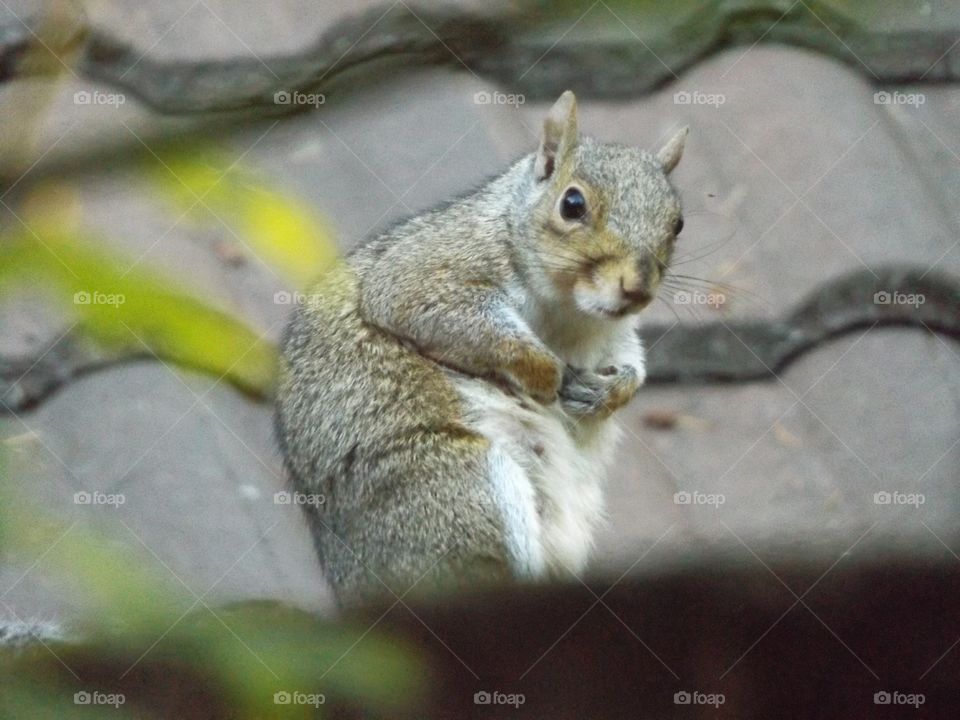 Squirrel