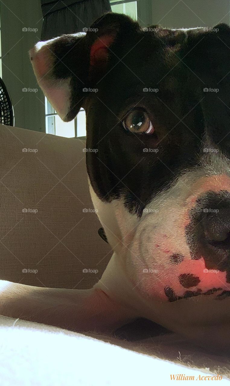 My beautiful American Bully being playful