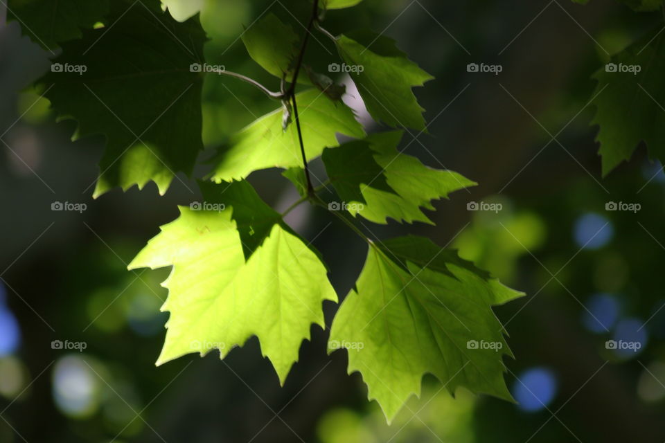 Close-up of oak leaves