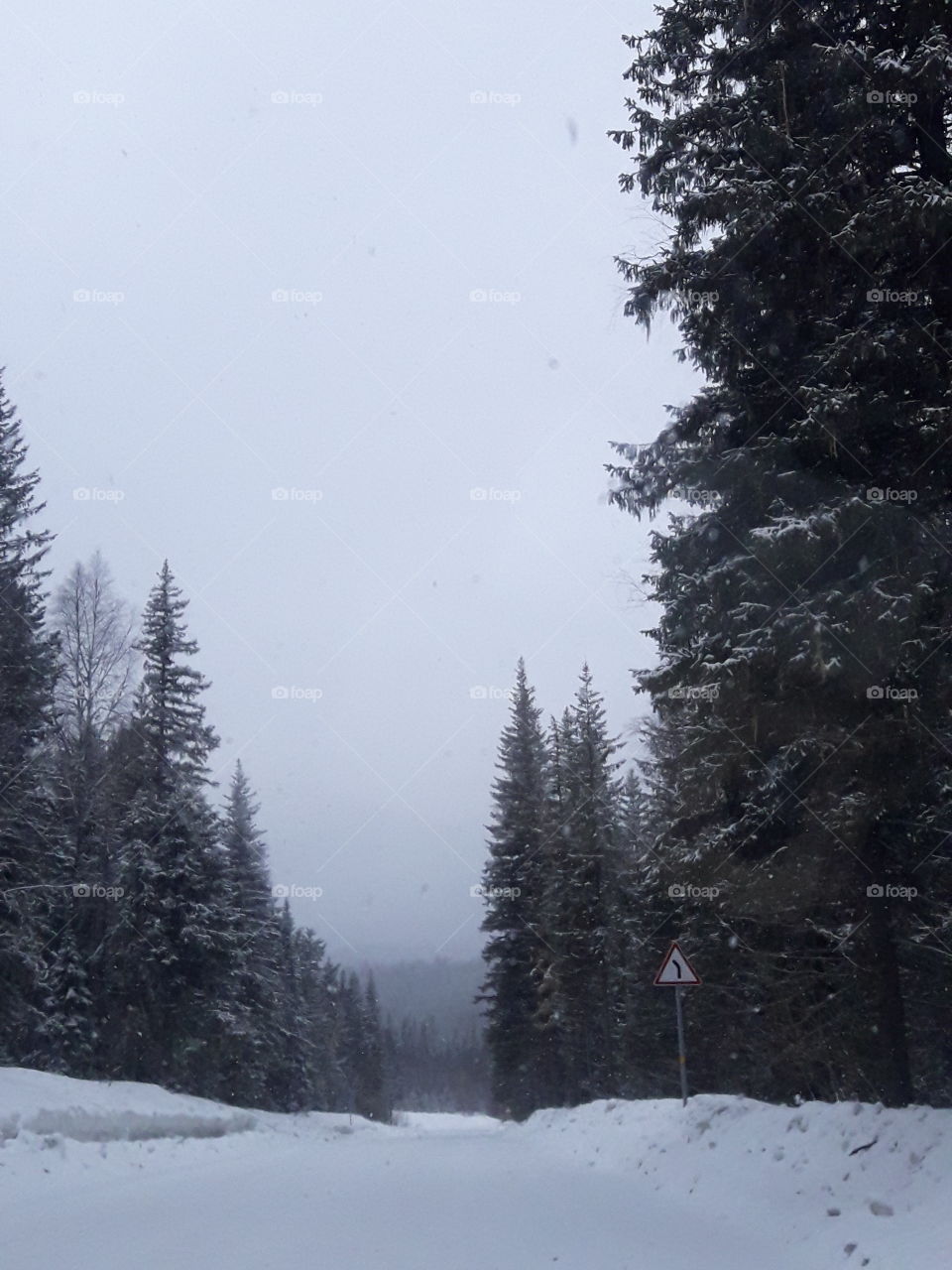 Тайга,снег.Весна