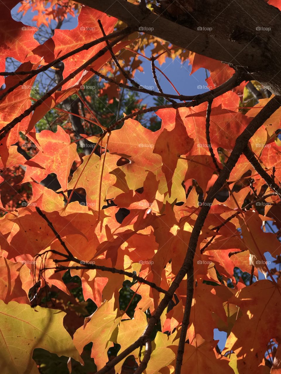 Beautiful contrast of the bright fall colors of large maple leaves on a sunny and clear fall day. 