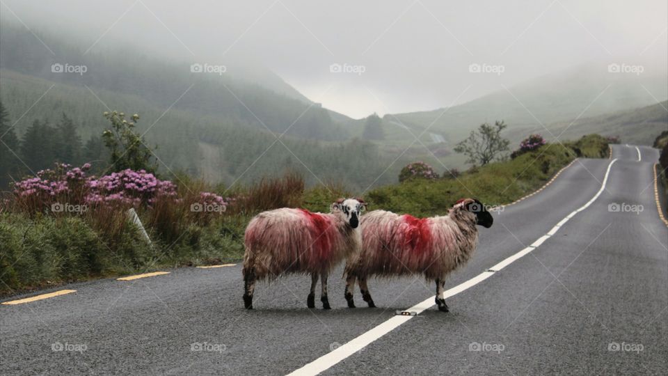 animals, rams, sheep, mountains, nature,