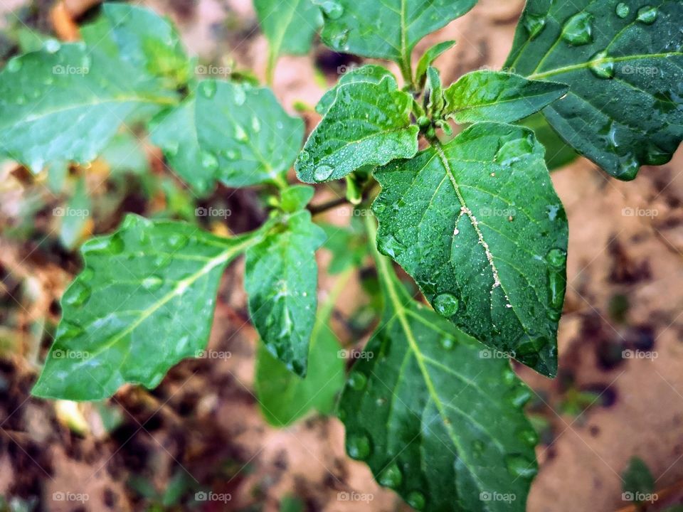 Plants