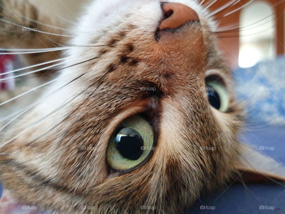 cat laying on the back face closeup