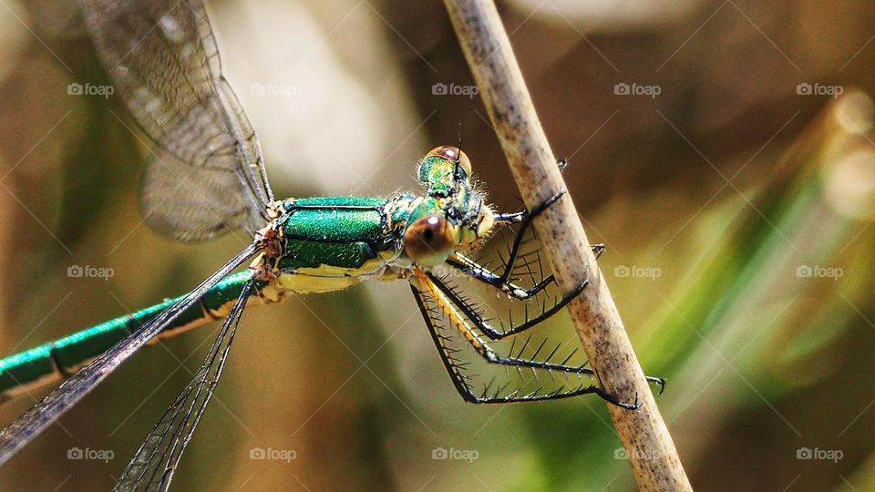 Caballito del Diablo