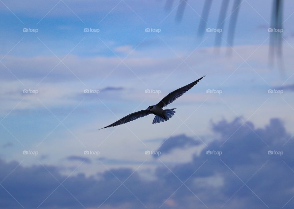 Open your wings bird