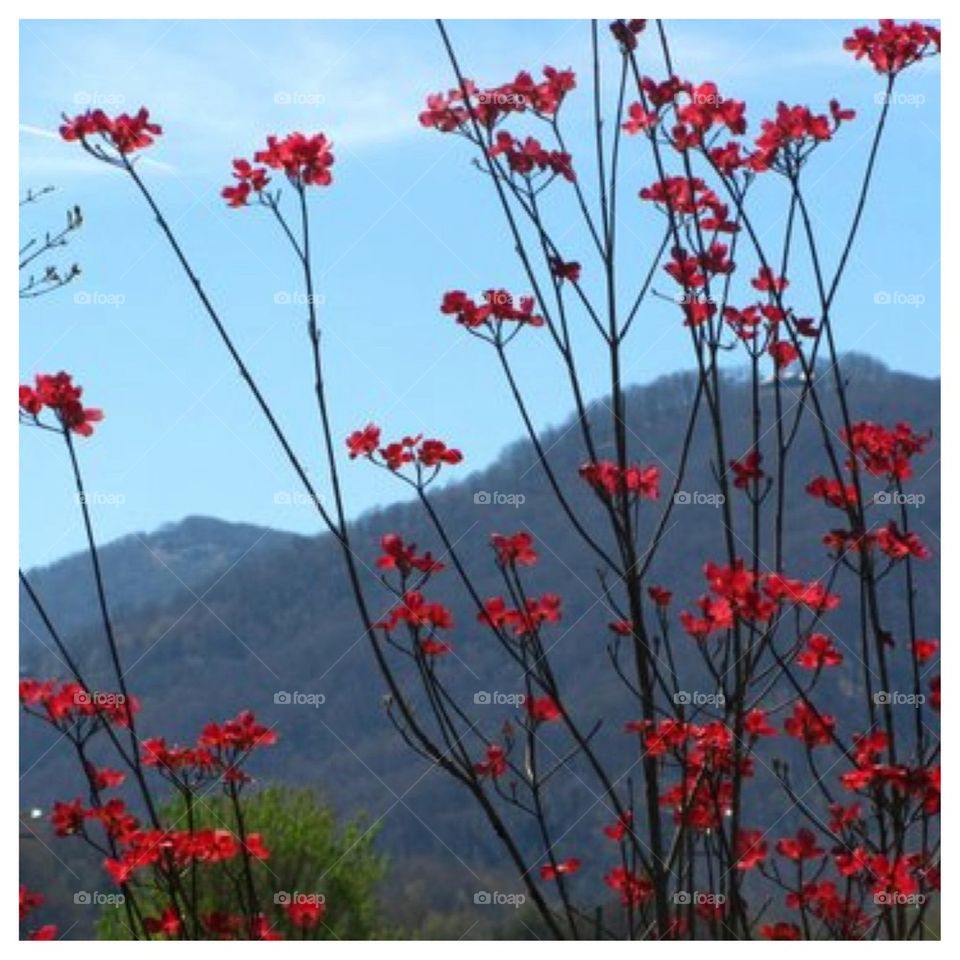 Pink Dogwood Mountain Backdrop