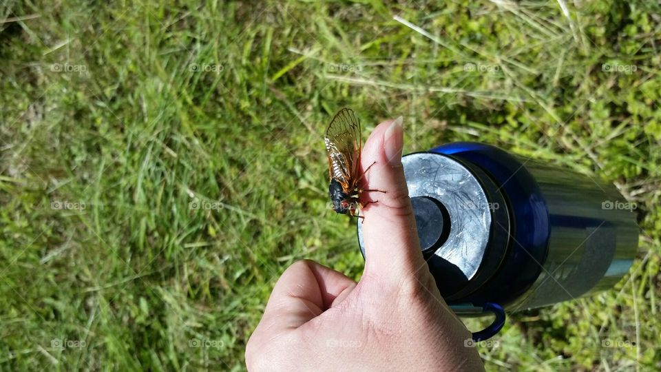 a cicada tags along for a hike