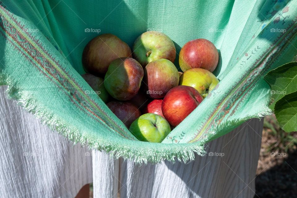Complementary Colors, Red Apples on Green Background