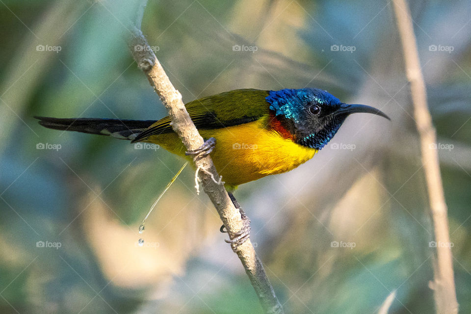 Bird-Id - Green-Tailed Sunbird (male)