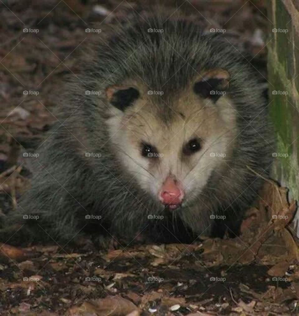 opussum