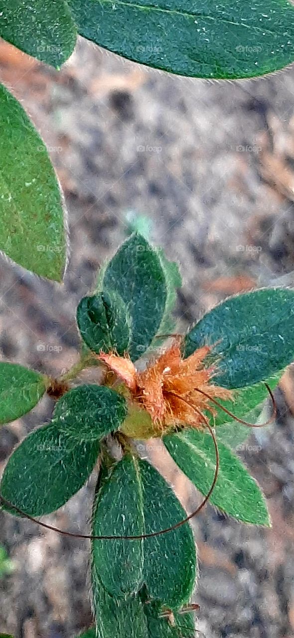 azealia plant dying bloom