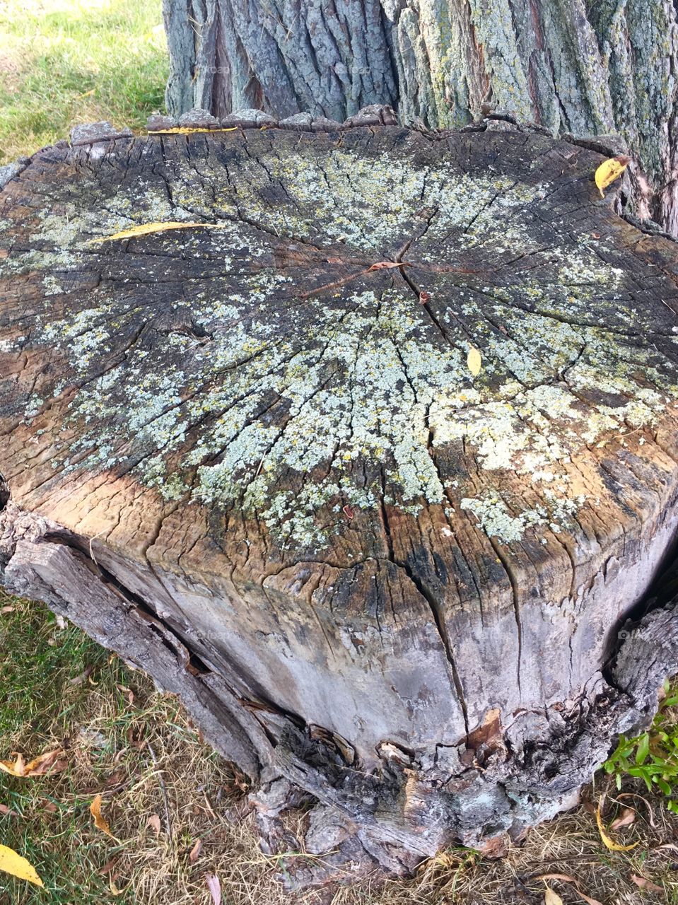 Tree Stump with moss