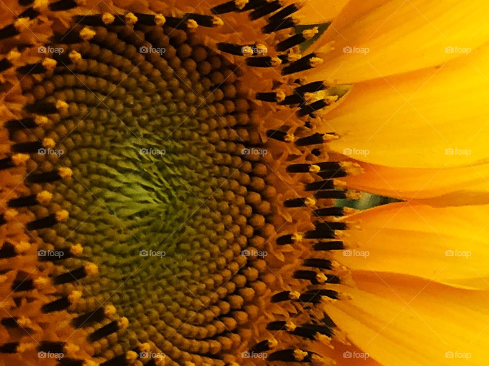 Textures in a sunflower, closeup.