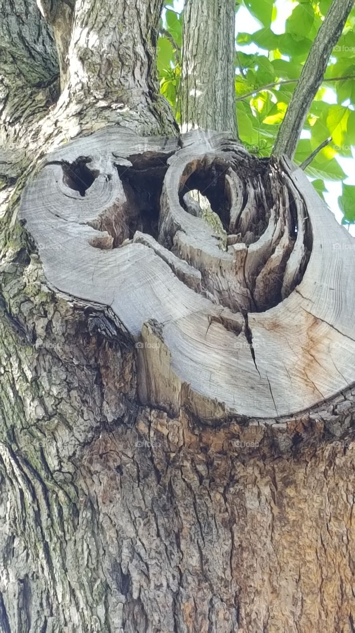 cool knot on a tree