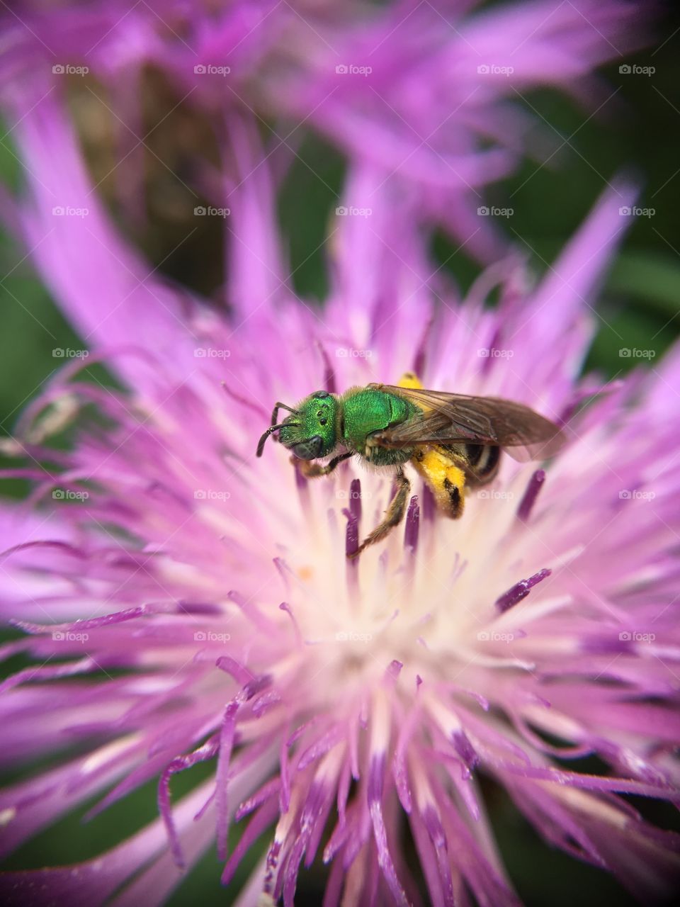 Green metallic bee