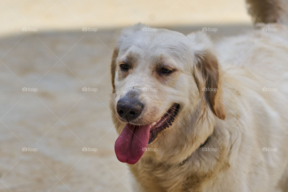 Golden Retriever portrait