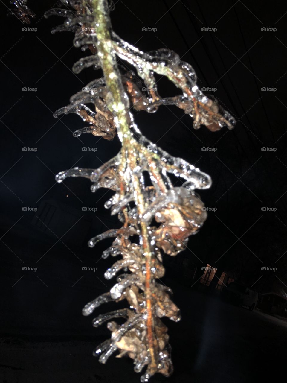Frozen tree branch