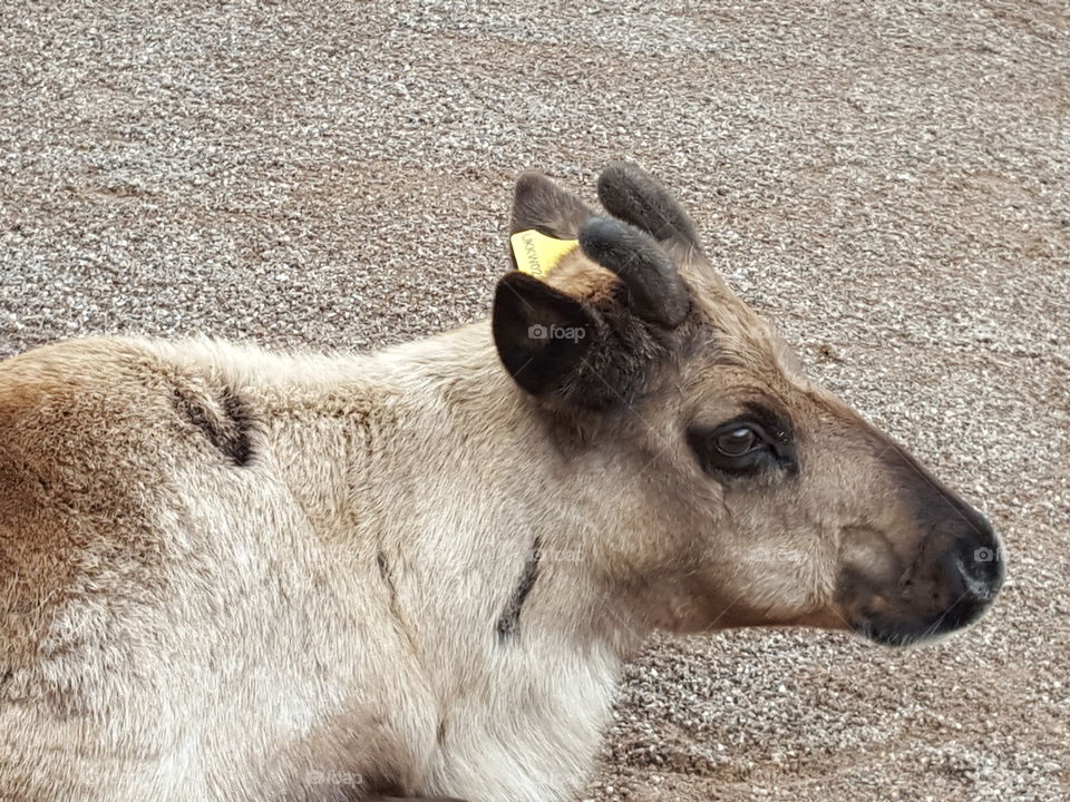 reindeer