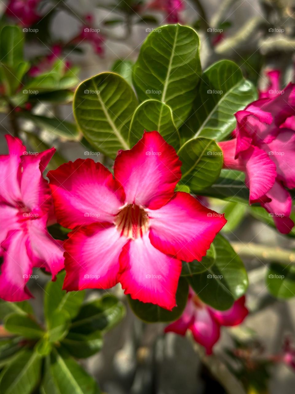 Desert Rose: Adenium obesum. A poisonous beauty.