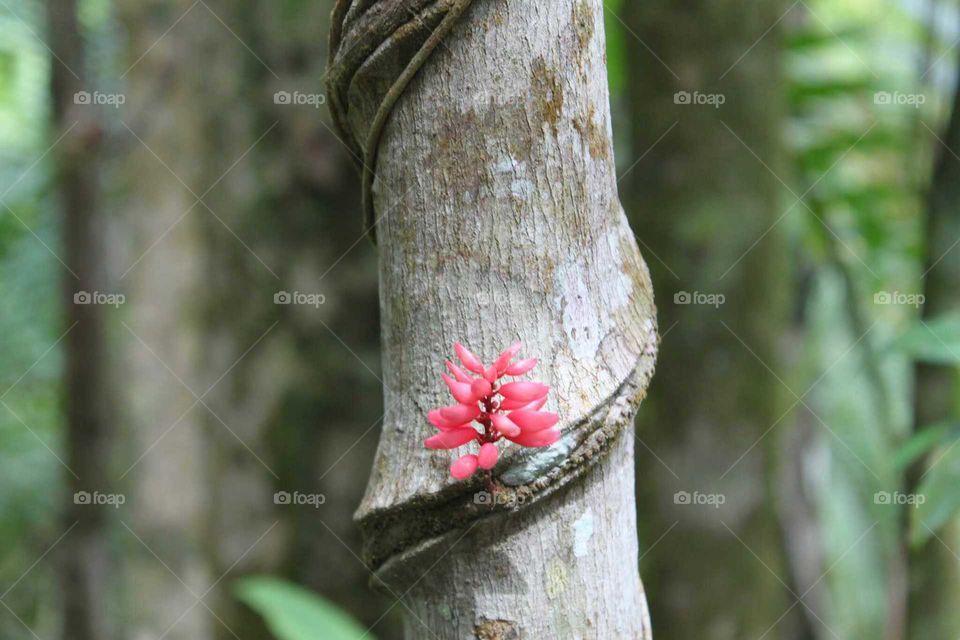 Rain Forest Flower