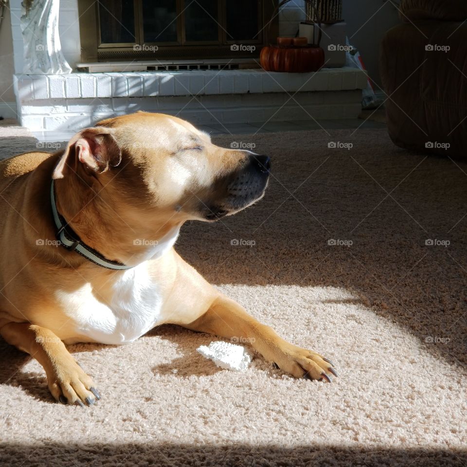 Rosko the Sun Dog. always looking for sunshine