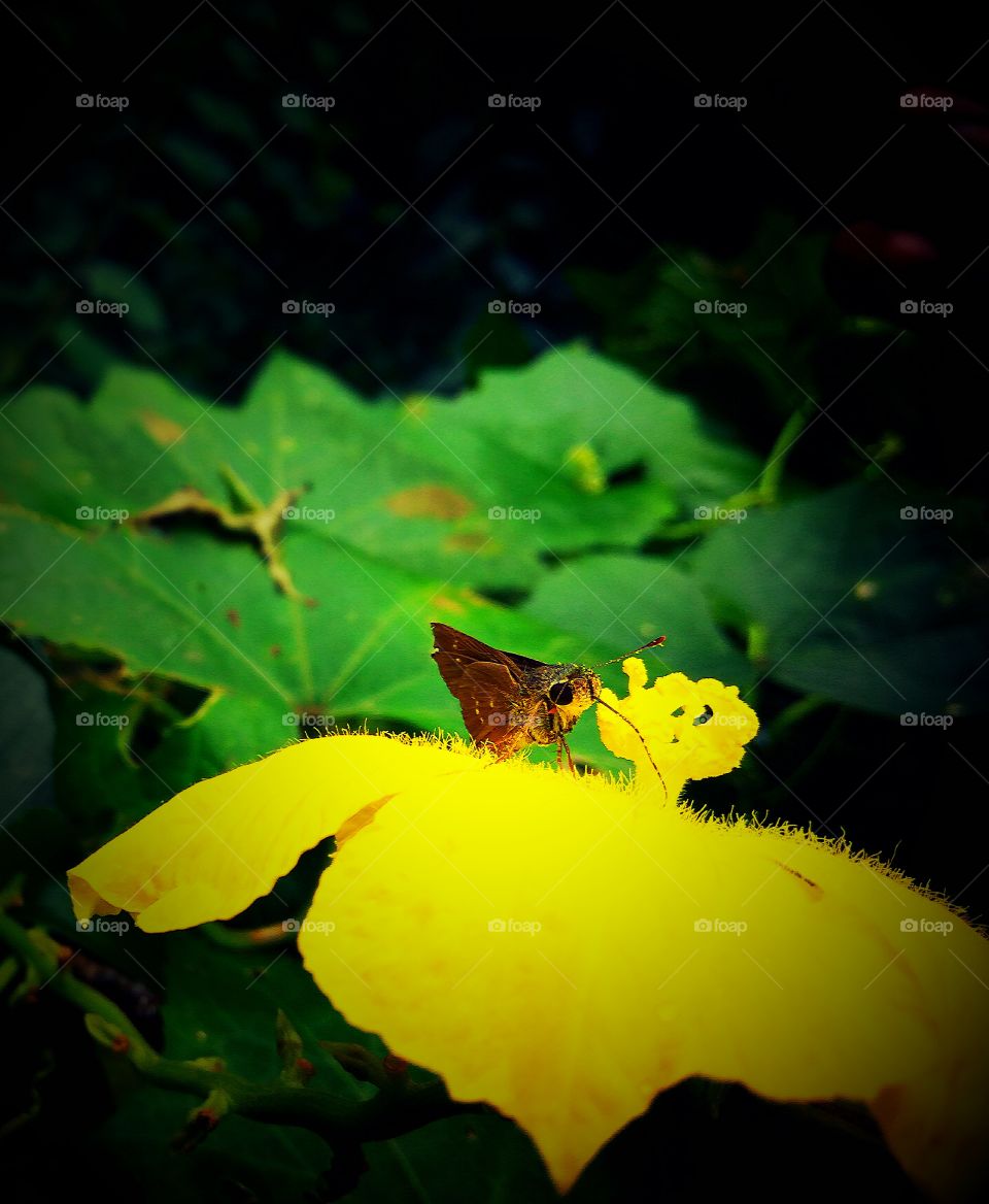 Little Butterfly & Yellow Flower
