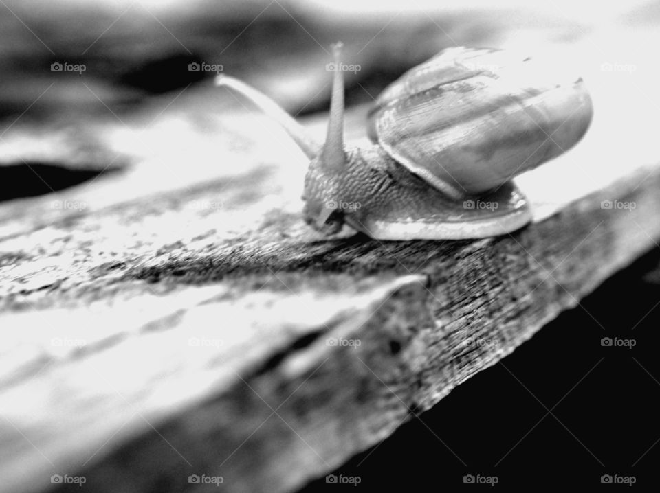 Snail on the wooden in black and white