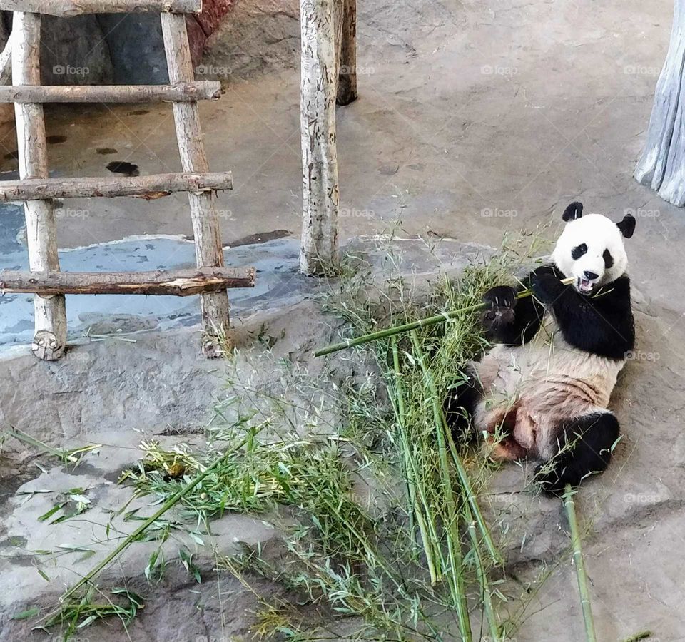 Giant Panda, Pyry, in Ähtäri Zoo