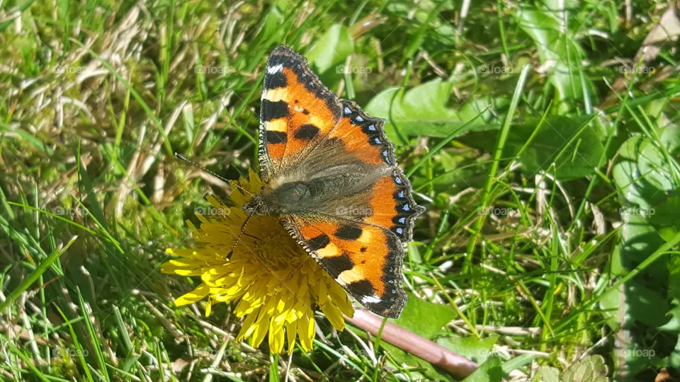 Butterfly