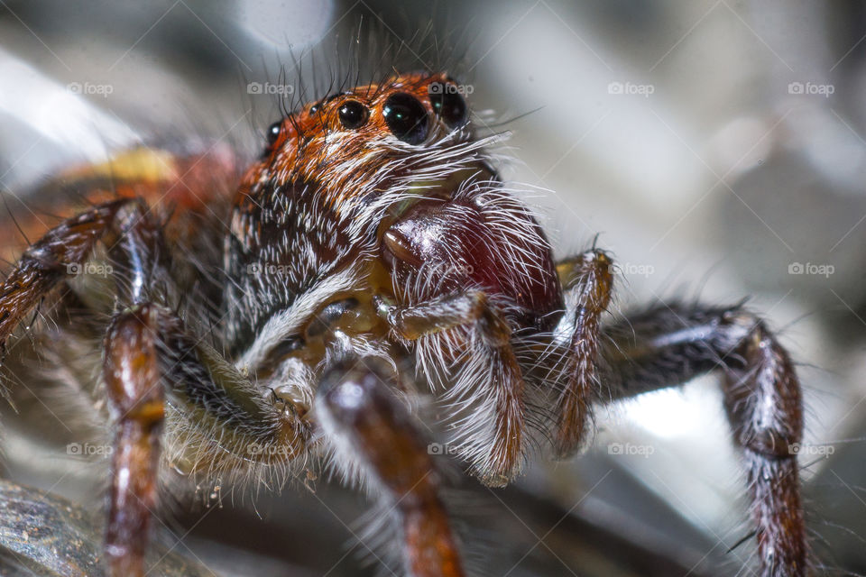 Jumping spider looking away