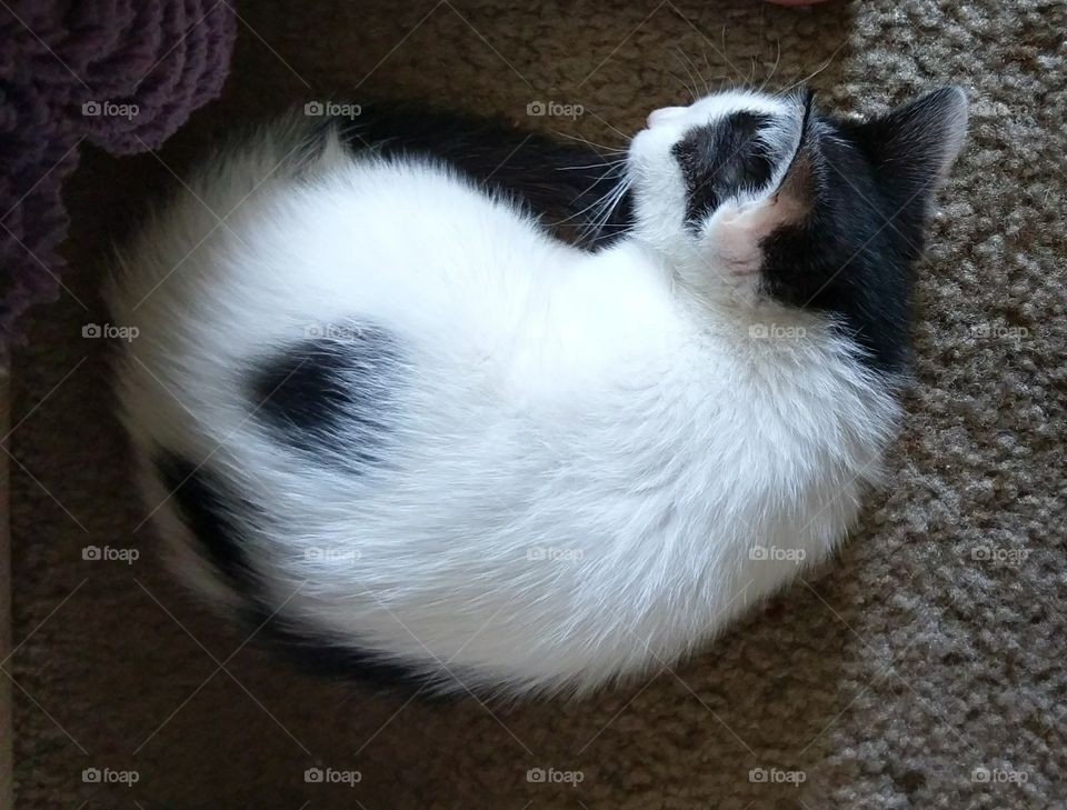 black and white kitten curled up