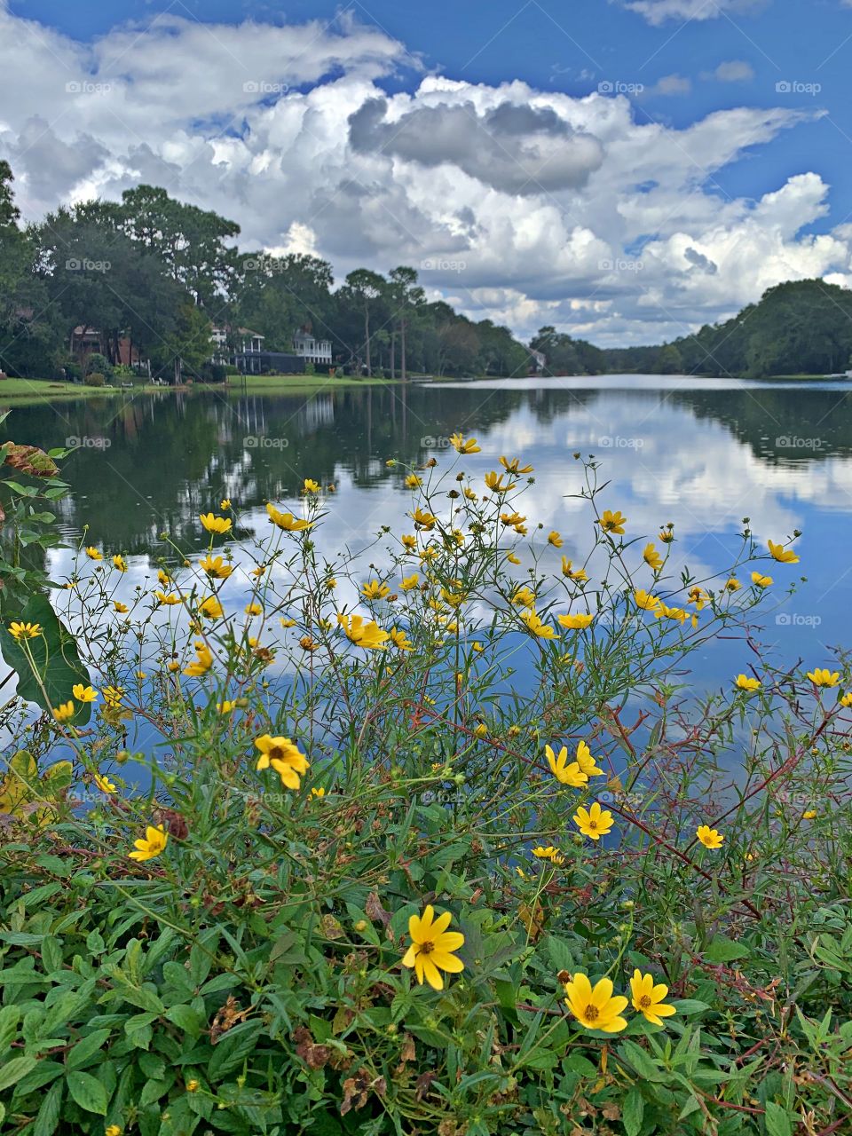 It’s autumn time - During a morning visit, bright yellow wildflowers adorn the banks of the cloud covered lake.  At different times, hundreds of unique plants amaze nature lovers late fall